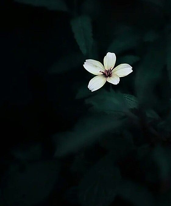 खिला है चैत का फूल-2 सीताकांत महापात्र की कविता